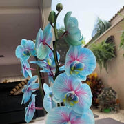 Blue and Pink Orchid Seeds