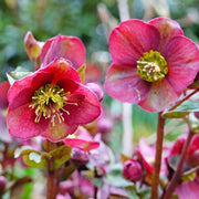 Perennial Shade-Loving Coral Bells Seeds