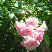 Rosa Seeds - Chinensis 'Angel Wings Seeds