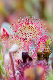 Carnivorous Sundew Seeds