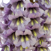 Fortunei Paulownia Seeds