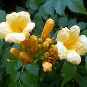 Flava Campsis Radicans Seeds