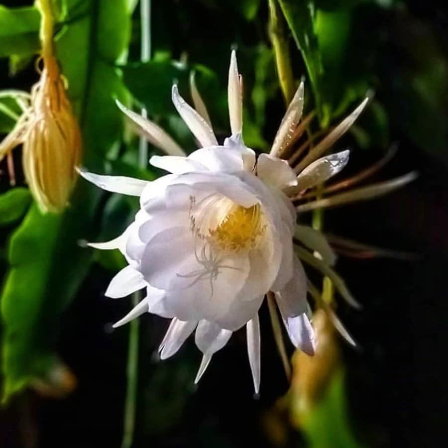Queen of The Night Seeds