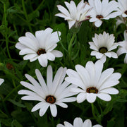 African Daisy Seeds