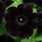 Black Velvet Petunia Seeds
