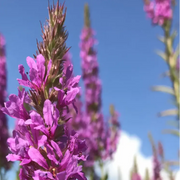 Purple Loosestrife Seeds