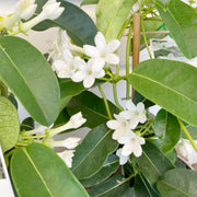 Stephanotis Madagascar Jasmine Seeds