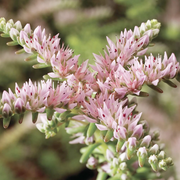 Broadleaf Stonecrop Sedum Pulchellum Seeds