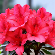 Vibrant Bloom Red Azalea Seeds