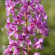 Epilobium Angustifolium Willowherb Seeds