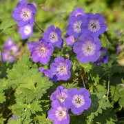 Blue Geranium Seeds