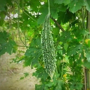 Gourd Bitter Melon Seeds