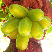 Cucumber Bilimbi Seeds