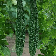 Long Bitter Gourd Seeds