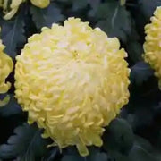Wildflower Chrysanthemum Seeds Light Yellow Seeds