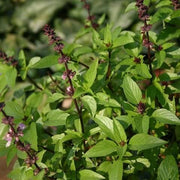 Thai Ocimum Basilicum Basil Seeds, Herbal