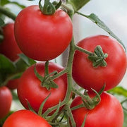 Vecchio Wyandotte Tomato Seeds