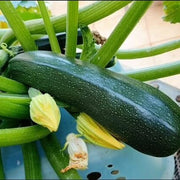 Dark Green Zucchini Seeds