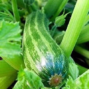 Cocozelle Squash Seeds