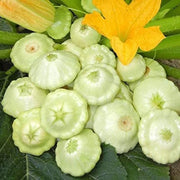 Green Scallop Seeds