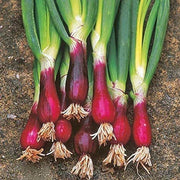Welsh Onion Seeds