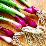 Welsh Onion Seeds