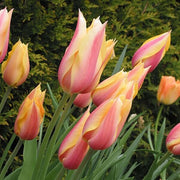 Yellow Pink Tulip Seeds