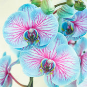 Blue and Pink Orchid Seeds