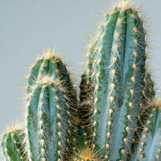 Blue Columnar Cactus Pilosocereus Pachycladus Seeds, Herbal
