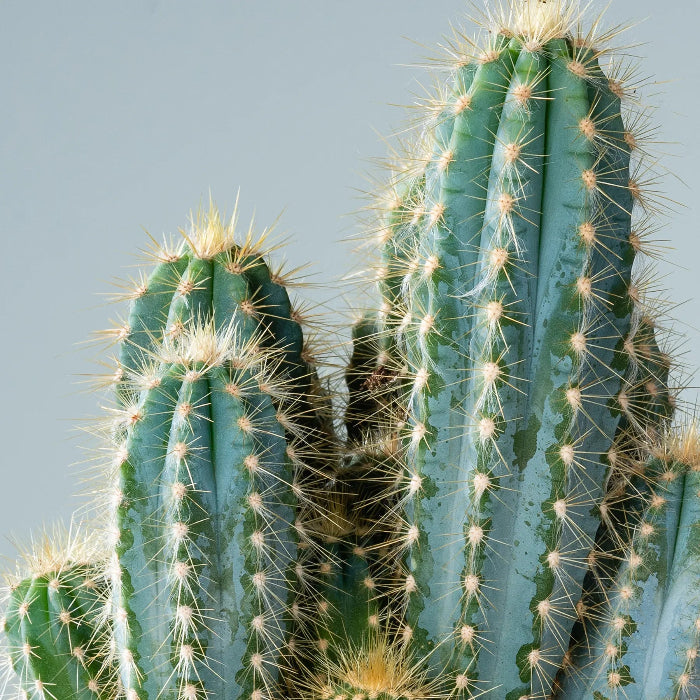 Blue Columnar Cactus Pilosocereus Pachycladus Seeds, Herbal