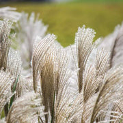 Silver Seeds, Miscanthus Sinensis