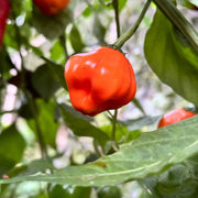 Sweet Pepper Aji Dulce Seeds