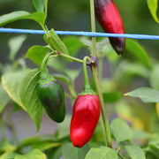Leutschauer Pepper Seeds