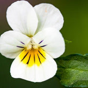 Yellow and White Pansy Seeds