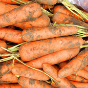 Daucus Carota Carrot Seeds
