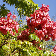 Cassia Koelreuteria Paniculata Seeds