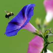Mixed Colors Morning Glory Seeds