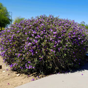Drought Tolerant Wildflower Purple Desert Seeds