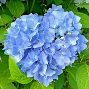 Blue Hydrangea Seeds