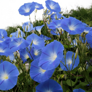 Heavenly Blue Ipomoea Seeds