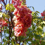 Cassia Koelreuteria Paniculata Seeds