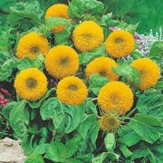 Teddy Bear Dwarf Sunflower Seeds