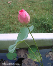 Root Lotus Seeds