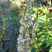 Wedding Candles Verbascum Chaixii Seeds