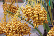 Phoenix Canariensis Seeds