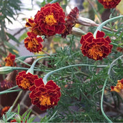 African Red & Yellow Marigold Seeds