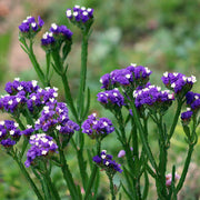 Statice Sea Lavender Seeds