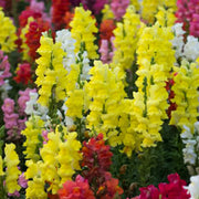 Mixed Colors Snapdragon Seeds