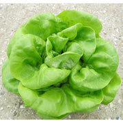 Butterhead Lettuce Seeds