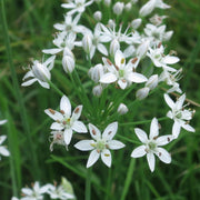 Ramosum Allium Seeds, Herbal